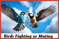 Are birds fighting or mating?