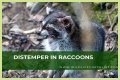 Can Raccoons Get Distemper? - Kylon Powell