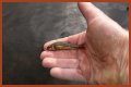 How long will minnows stay alive?