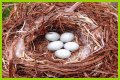 How To Make Bird Eggs?