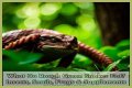 What Do Rough Green Snakes Eat?